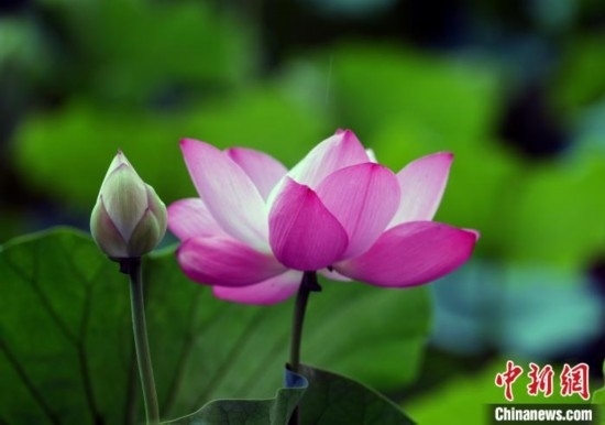 6月19日，時值一年畢業(yè)季，四川大學(xué)望江校區(qū)荷花池里的荷花盛開，成為了畢業(yè)生們的打卡圣地，吸引了眾多畢業(yè)生拍照留念。圖為盛開的荷花。中新社記者 安源 攝