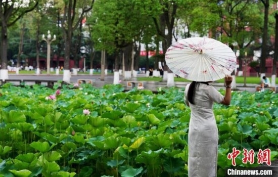 6月19日，時值一年畢業(yè)季，四川大學(xué)望江校區(qū)荷花池里的荷花盛開，成為了畢業(yè)生們的打卡圣地，吸引了眾多畢業(yè)生拍照留念。圖為畢業(yè)生在荷花池邊拍照留念。中新社記者 安源 攝