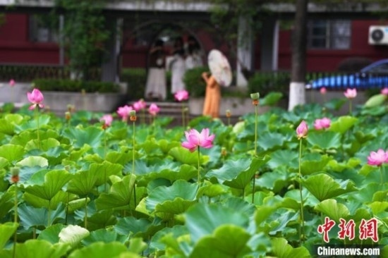 6月19日，時值一年畢業(yè)季，四川大學(xué)望江校區(qū)荷花池里的荷花盛開，成為了畢業(yè)生們的打卡圣地，吸引了眾多畢業(yè)生拍照留念。圖為盛開的荷花。中新社記者 安源 攝
