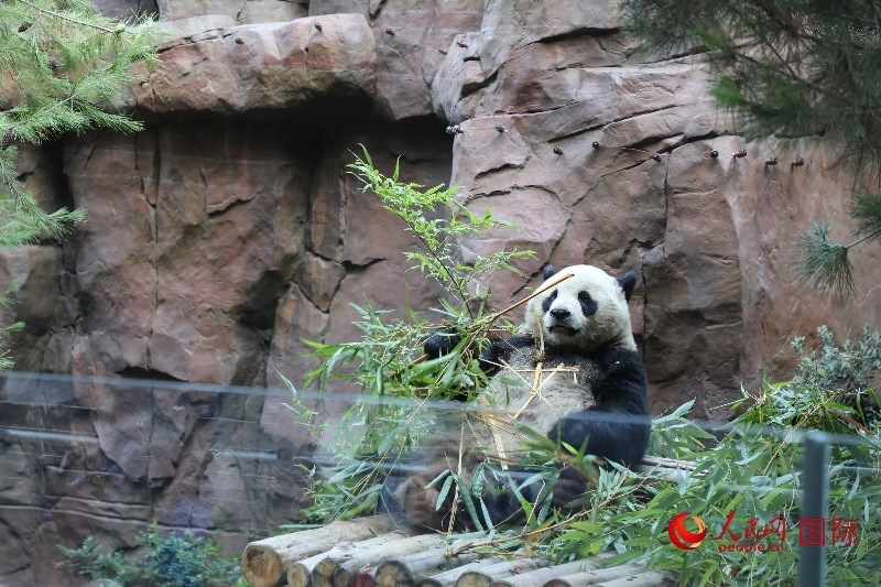 2、“云川”和“鑫寶”落戶圣迭戈動(dòng)物園，開啟了新一輪中美大熊貓保護(hù)合作。 人民網(wǎng)記者 李志偉攝 (1)