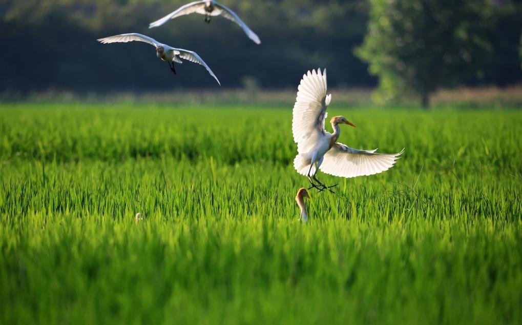 2023年8月7日，鷺鳥(niǎo)在山東省臨沂市郯城縣郯城街道水稻田間飛舞。新華社發(fā)（張春雷 攝）