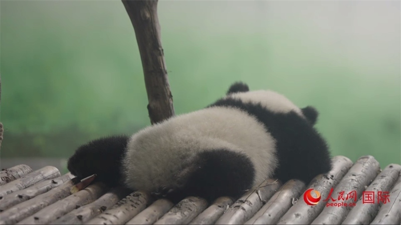 成都大熊貓繁育研究基地的熊貓。人民網(wǎng)記者 張榮攝
