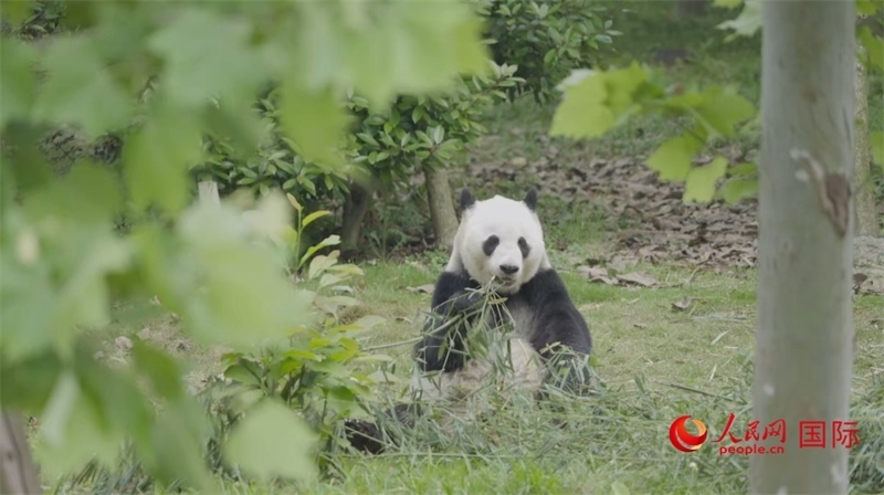 成都大熊貓繁育研究基地的熊貓。人民網(wǎng)記者 張榮攝