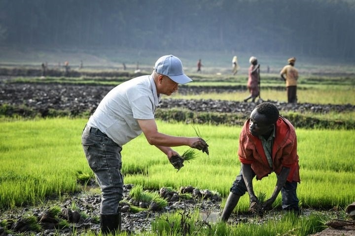 2024年8月14日，在盧旺達(dá)南方省胡耶區(qū)的中國援盧旺達(dá)農(nóng)業(yè)技術(shù)示范中心，水稻專家鄭瑞金（左）在稻田里指導(dǎo)當(dāng)?shù)氐巨r(nóng)進(jìn)行秧苗移栽。新華社記者 韓旭 攝