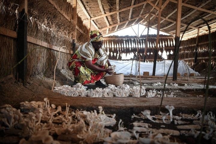 2024年2月6日，在中非共和國達(dá)馬拉，法蒂瑪在菇棚內(nèi)收獲菌草菇。2022年，法蒂瑪在聽說中國菌草專家在班吉傳授技術(shù)后主動(dòng)前往學(xué)習(xí)，從一間小菌棚起步，逐漸擴(kuò)大為如今小有名氣的合作社。新華社記者 韓旭 攝