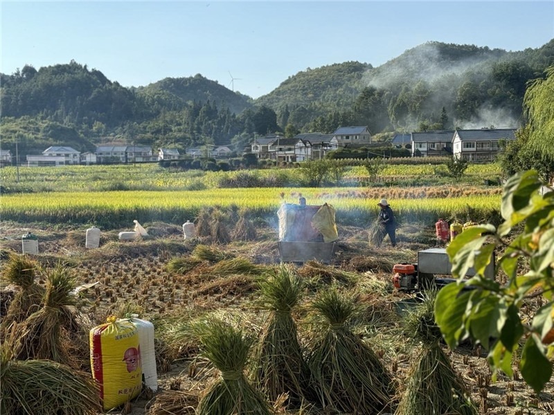 “豐收”是秋天的關(guān)鍵詞，田間煙火氣，最撫凡人心。打谷機(jī)、蛇皮袋、抱稻禾、捆秸稈……這是鄉(xiāng)土中國廣大農(nóng)村收割稻谷的經(jīng)典場景，也是不少干過農(nóng)活的人的獨(dú)家記憶。告別了打谷機(jī)，擁抱機(jī)械化，改變的是生產(chǎn)工具，不變的是三農(nóng)情懷。農(nóng)為邦本，本固邦寧，每一個(gè)親吻土地、珍惜糧食的日子都值得被尊敬，被緬懷，被憧憬?？疾靾F(tuán)中的謝里克·科爾茹姆巴耶夫是《哈薩克斯坦實(shí)業(yè)報(bào)》的總編輯，也是一位“生活觀察家”，田間里揮汗收割的村民引起了他的興趣，他感嘆道：人們勞作的過程總是令人賞心悅目。這就是中外共鳴的“鄉(xiāng)愁”吧。 （烏茲別克斯坦《人民言論報(bào)》副總編輯魯斯蘭·肯扎耶夫攝）