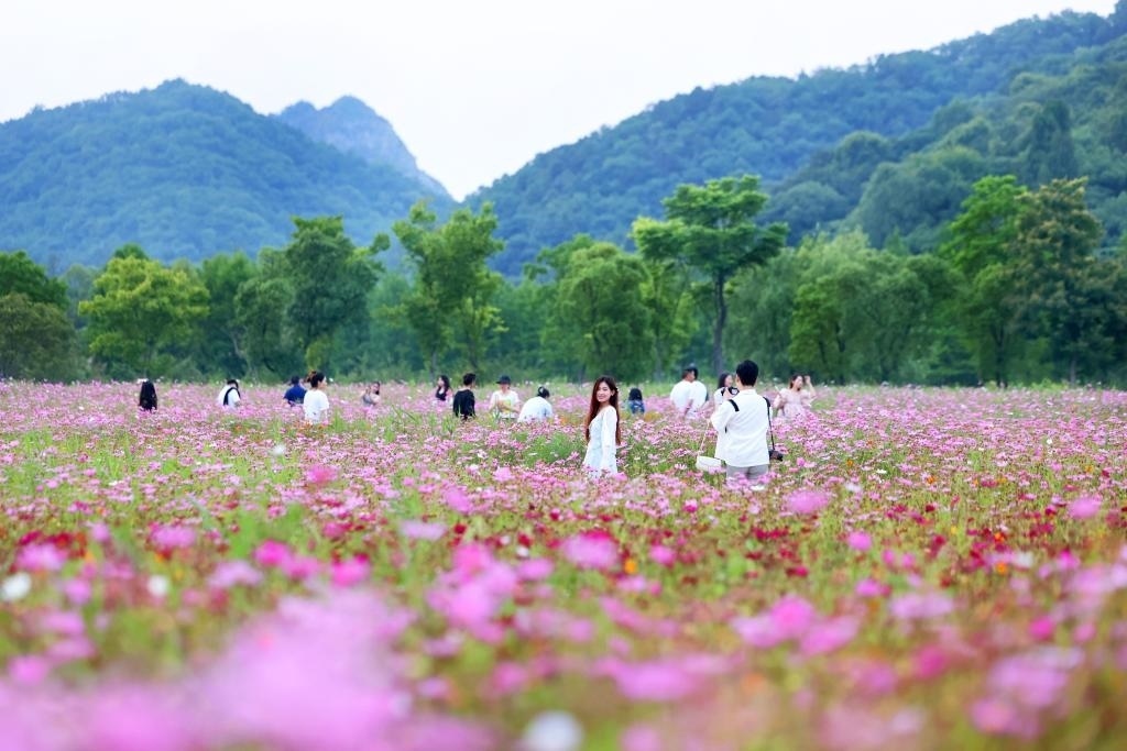 6月8日，游人在浙江省杭州市西湖區(qū)雙浦鎮(zhèn)銅鑒湖畔的花海中游覽。新華社發(fā)（周方玲 攝）