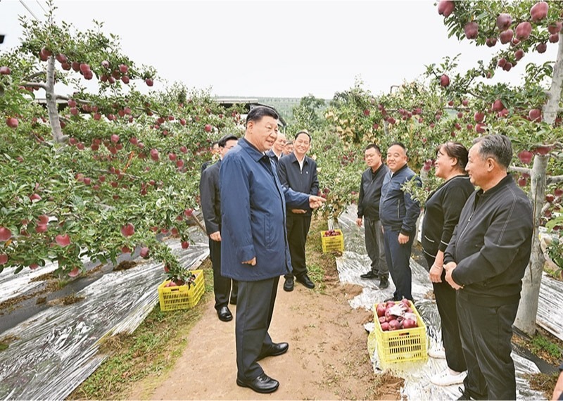 2024年9月10日至13日，中共中央總書記、國家主席、中央軍委主席習(xí)近平在甘肅考察。這是11日上午，習(xí)近平在天水市麥積區(qū)南山花牛蘋果基地考察時，走進(jìn)果林了解相關(guān)種植、技術(shù)和管理情況。 新華社記者 謝環(huán)馳/攝