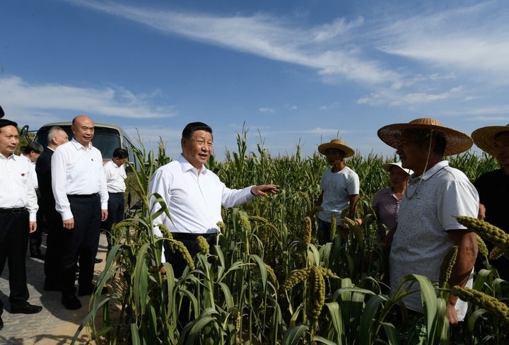 2021年9月13日至14日，中共中央總書記、國家主席、中央軍委主席習(xí)近平在陜西省榆林市考察。這是13日下午，習(xí)近平在米脂縣銀州街道高西溝村臨時下車，察看糧食作物長勢，同正在田間勞作的老鄉(xiāng)拉家常。新華社記者 李學(xué)仁 攝