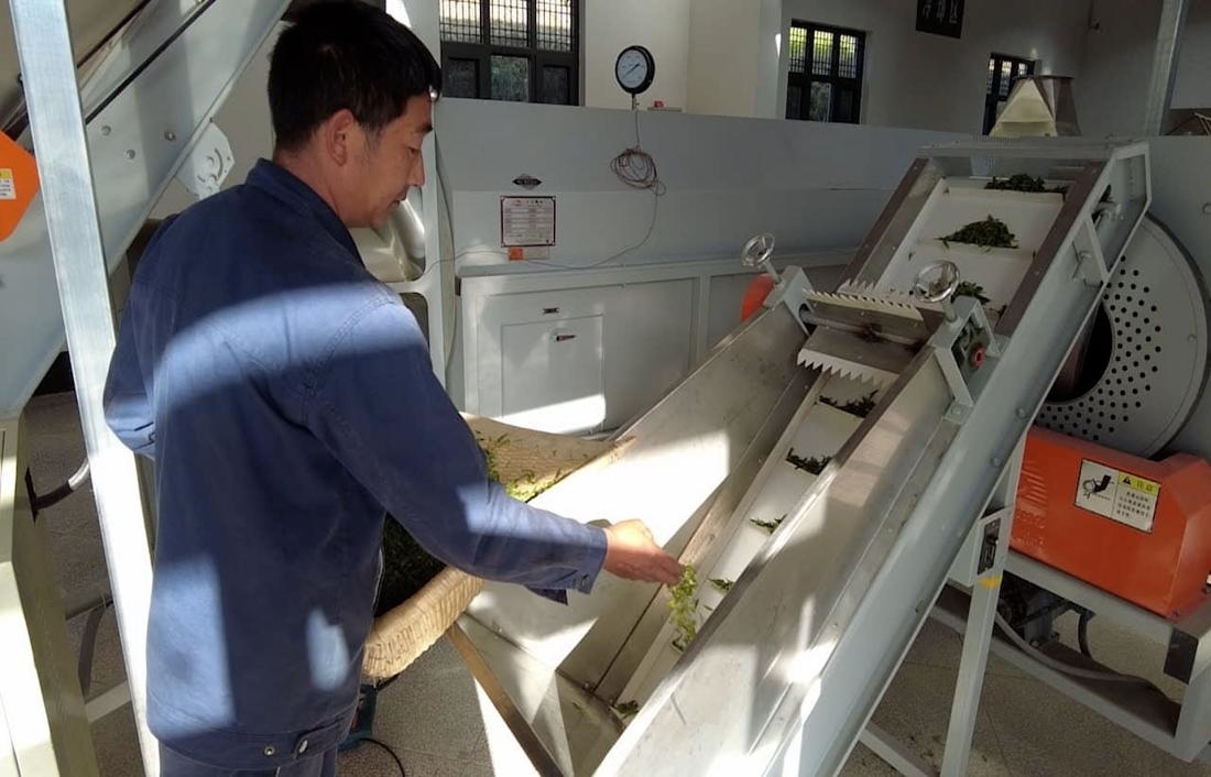  茶廠工人正在查看茶青質(zhì)量。 受訪者供圖