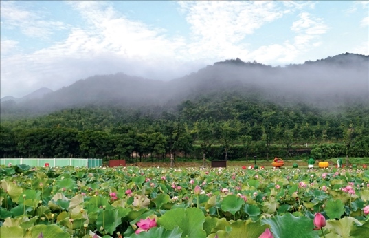余村荷花池景色秀美。