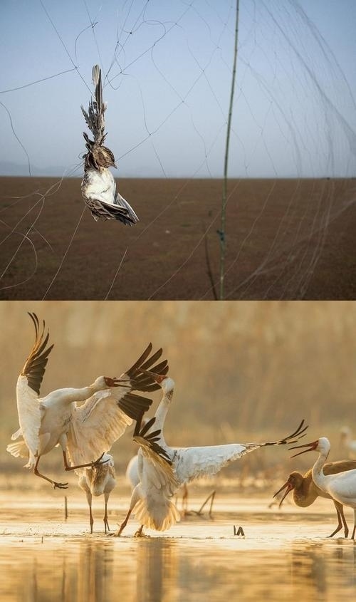 拼版圖片：圖為2011年和2023年鄱陽(yáng)湖區(qū)的變化，曾經(jīng)湖區(qū)內(nèi)分布有捕鳥(niǎo)網(wǎng)，如今人與自然和諧共生的理念深入人心。攝影：傅建斌 周海燕 制作：賈稀荃