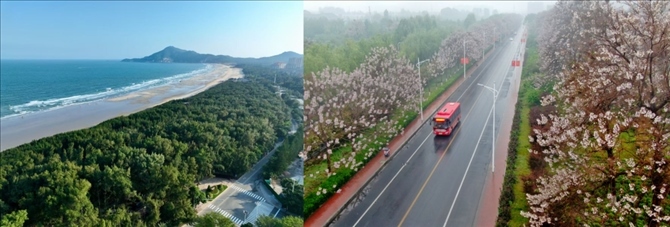 拼版照片：左圖為位于東山縣金鑾灣沿岸的木麻黃防護林帶（無人機照片，新華社記者 姜克紅 攝）；右圖為2021年4月20日在蘭考縣焦裕祿干部學院附近拍攝的泡桐花（無人機照片，新華社記者 郝源 攝）。