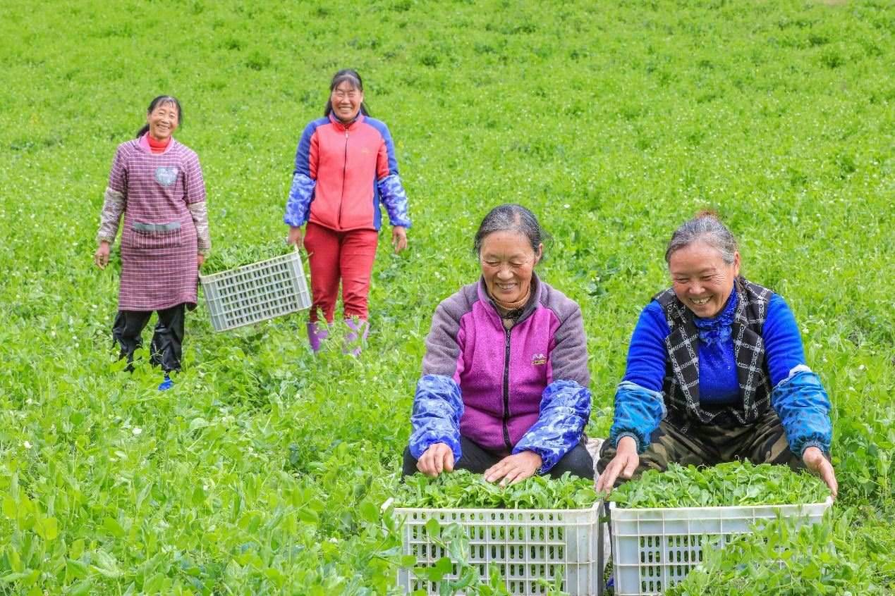 在四川省阿壩藏族羌族自治州馬爾康市馬爾康鎮(zhèn)納足村，當(dāng)季蔬菜喜獲豐收，群眾正在忙著采收、裝箱供應(yīng)市場。來源：人民圖片