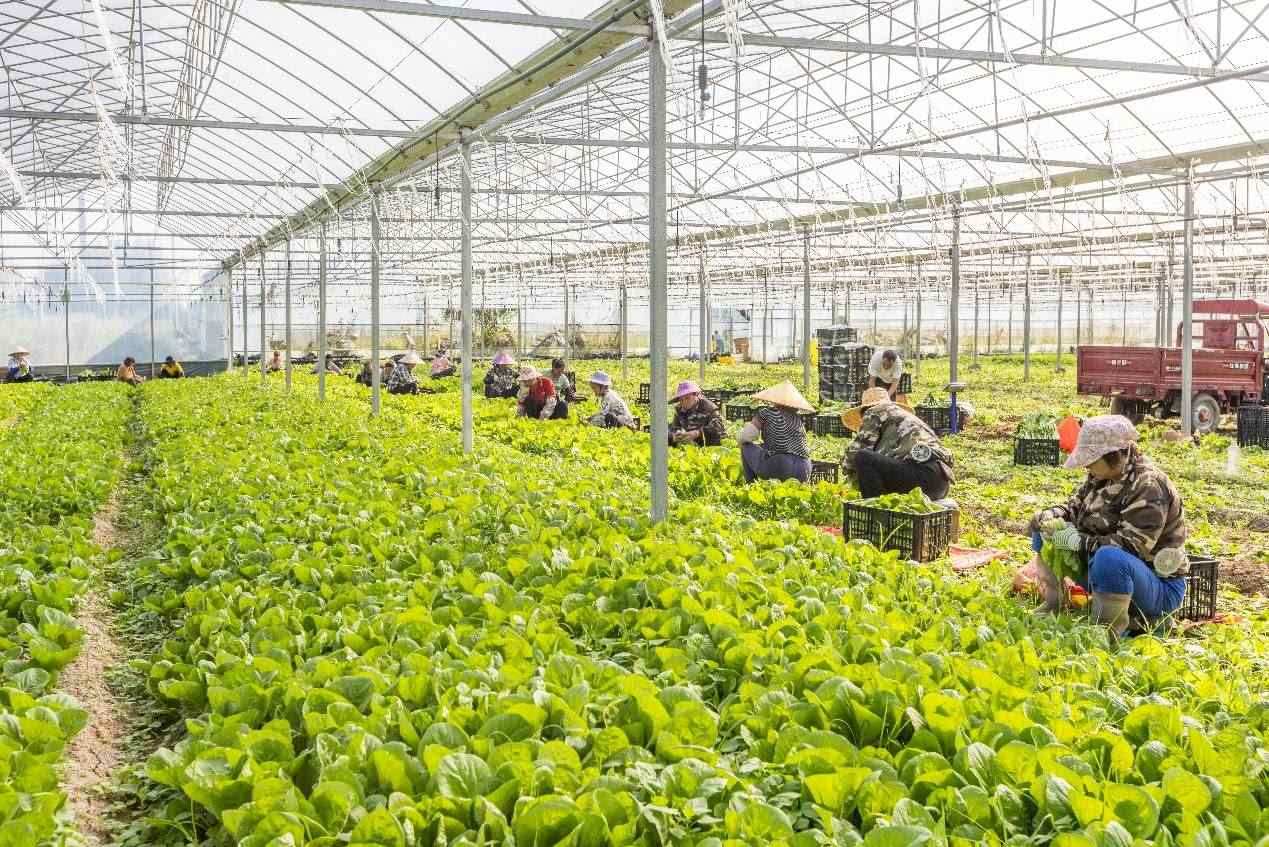 2024年10月8日，在廣西梧州市蒙山縣文圩鎮(zhèn)大明村一個(gè)大棚蔬菜基地內(nèi)，民工在采摘、包裝包心菜，準(zhǔn)備運(yùn)銷外地。來源：人民圖片