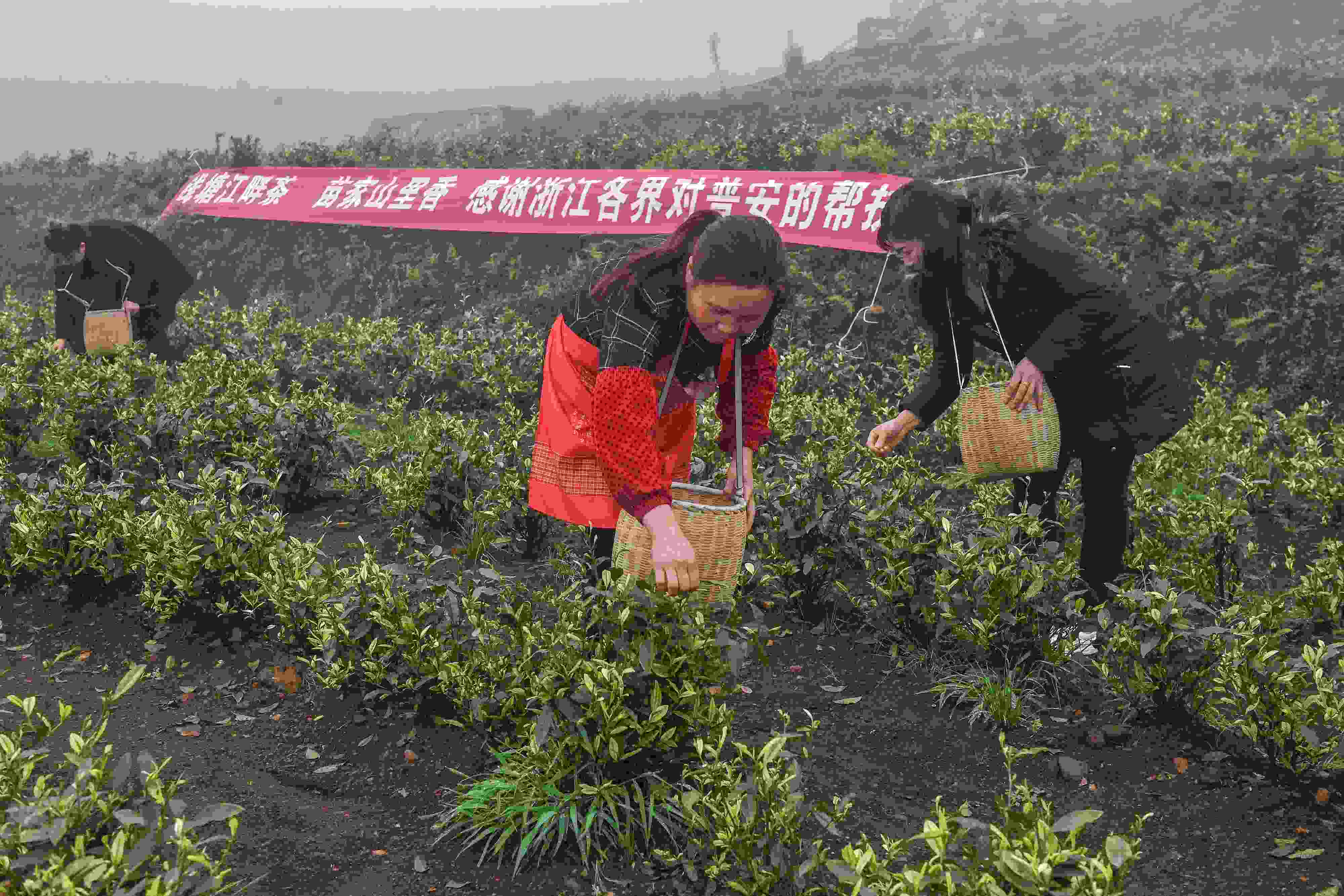 2021年4月14日，工人在貴州省黔西南州普安縣地瓜鎮(zhèn)屯上村“白葉一號”感恩茶園采茶。這片茶園由浙江省安吉縣捐贈。