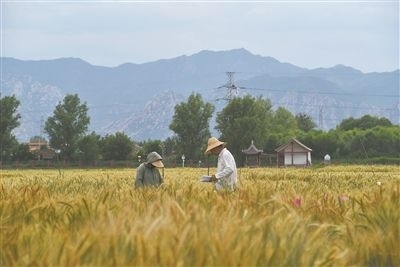 圖為中國(guó)農(nóng)業(yè)大學(xué)師生在該校上莊實(shí)驗(yàn)站開展小麥育種工作。馬文哲攝