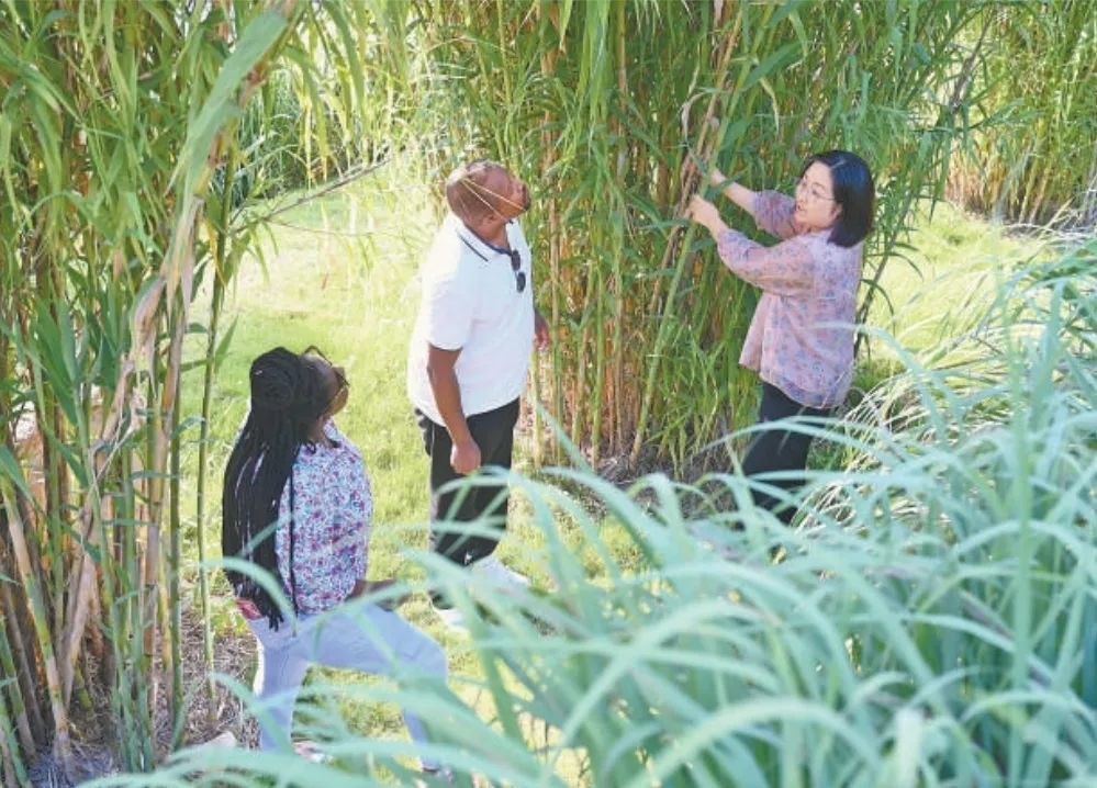 福建農林大學國際菌草工程技術研究中心工作人員（右）在向盧旺達留學生介紹菌草品種“綠洲1號”蘆竹的生長情況。新華社記者 林善傳 攝