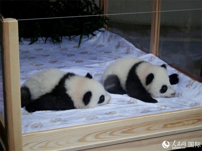 柏林動物園的明星“夢好”與“夢甜”。人民網(wǎng) 肖晶攝