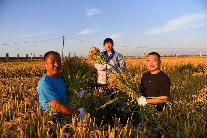 2024年9月20日，在位于吉林省永吉縣萬昌鎮(zhèn)的永吉縣禾谷豐水稻種植農(nóng)民專業(yè)合作社，負(fù)責(zé)人張帥（右一）和兩位農(nóng)民手捧收獲的水稻。新華社記者 張楠 攝