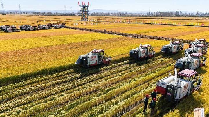 2024年9月22日，在黑龍江省重要糧食產(chǎn)區(qū)哈爾濱市方正縣的稻田中，農(nóng)機(jī)開啟“黑龍江秋收第一鐮”作業(yè)（無人機(jī)照片）。新華社記者 王松 攝