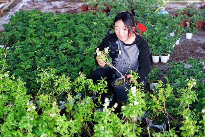 2024年4月27日，在山東省惠民縣姜樓鎮(zhèn)立冉果蔬種植合作社，工作人員在直播賣藍(lán)莓苗。新華社記者 郭緒雷 攝