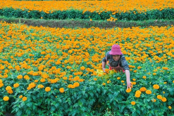 2024年7月30日，村民在貴州省威寧縣雙龍鎮(zhèn)高坡村采摘萬壽菊。新華社記者 楊文斌 攝