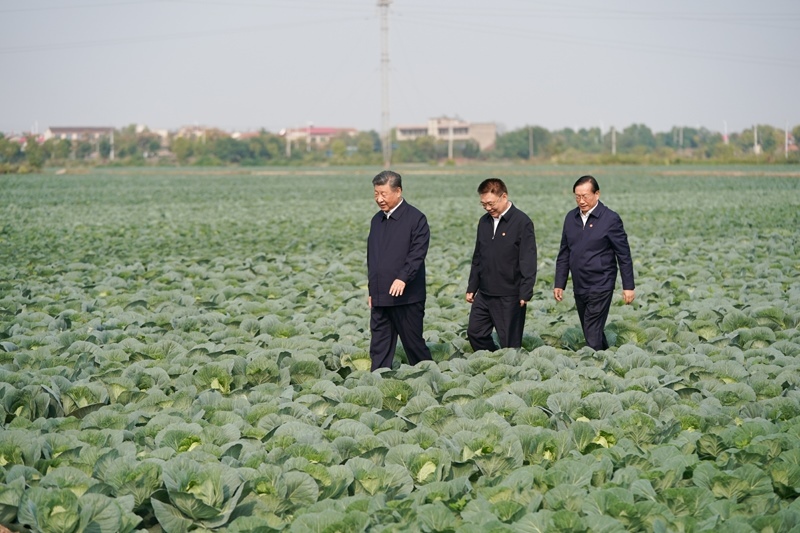 2024年11月5日，習近平總書記在湖北嘉魚潘家灣鎮(zhèn)十里蔬菜長廊考察。