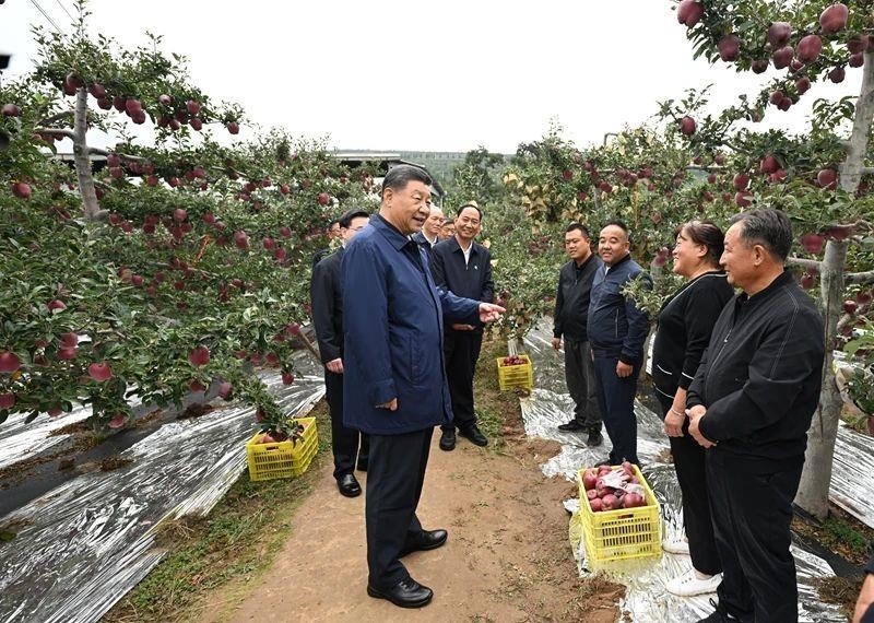 △2024年9月11日，習(xí)近平總書記在甘肅天水市麥積區(qū)南山花牛蘋果基地考察時，走進果林了解相關(guān)種植、技術(shù)和管理情況。