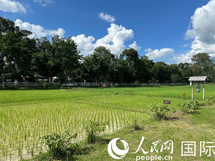 泰國(guó)沙功那空省水稻種植示范基地。人民網(wǎng)記者 簡(jiǎn)承淵攝
