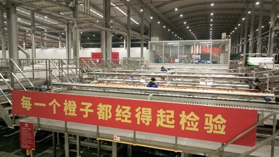 工人在智能生產(chǎn)線上對臍橙精深加工。人民網(wǎng)記者 張力洋攝