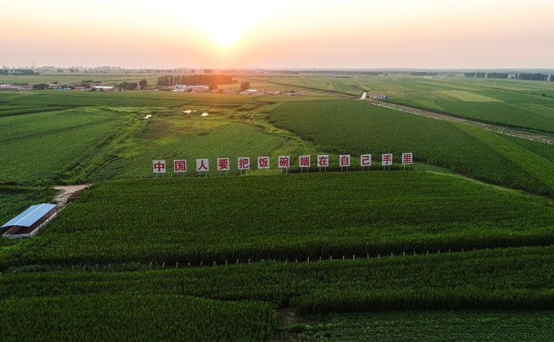 2020年7月23日拍攝的吉林省梨樹縣國家百萬畝綠色食品原料（玉米）標(biāo)準(zhǔn)化生產(chǎn)基地核心示范區(qū)（無人機(jī)照片）。新華社記者 許暢 攝