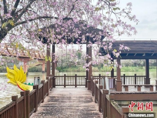 3月7日，廣州海珠國(guó)家濕地公園宮粉紫荊花海吸引游人。中新社記者 許青青 攝