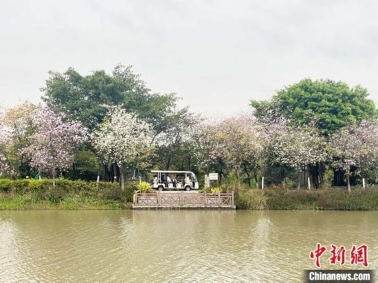 3月7日，廣州海珠國(guó)家濕地公園宮粉紫荊花海吸引游人。中新社記者 許青青 攝