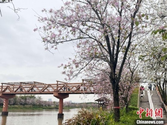3月7日，廣州海珠國(guó)家濕地公園宮粉紫荊花海吸引游人。中新社記者 許青青 攝
