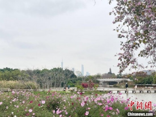 每年三月，廣州海珠國(guó)家濕地公園迎來(lái)最具標(biāo)志性的景觀之一——宮粉紫荊花海，公園內(nèi)的石榴崗河沿岸兩側(cè)，數(shù)千株宮粉紫荊綿延3.2公里，粉紅與粉白的花朵交織如云，頗為浪漫。據(jù)悉，宮粉紫荊因其耐濕性強(qiáng)、花期長(zhǎng)的特性，是廣州海珠國(guó)家濕地公園生態(tài)修復(fù)的優(yōu)選樹(shù)種。近年來(lái)通過(guò)科學(xué)管養(yǎng)，花量相較往年明顯增加，盛花期持續(xù)近一個(gè)月時(shí)間，預(yù)計(jì)浪漫景致將延續(xù)至清明前。圖為3月7日，廣州海珠國(guó)家濕地公園宮粉紫荊花海吸引游人。中新社記者 許青青 攝