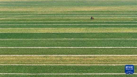 3月14日，在菏澤市鄆城縣潘渡鎮(zhèn)，農(nóng)民在麥田里施肥（無(wú)人機(jī)照片）。