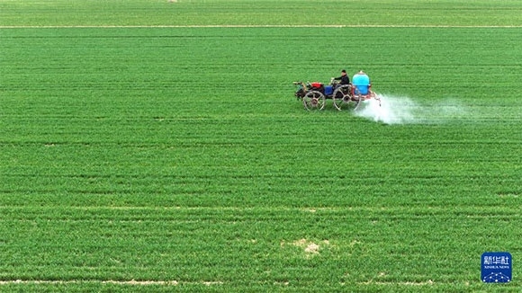3月14日，在菏澤市鄆城縣郭屯鎮(zhèn)，農(nóng)民在麥田里噴灑除草劑（無(wú)人機(jī)照片）。