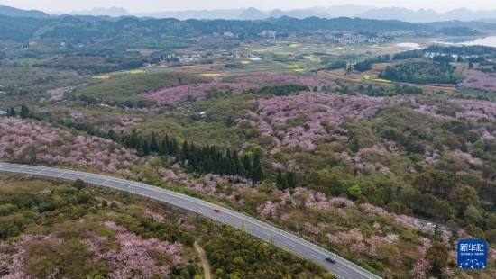 清鎮(zhèn)市紅楓湖鎮(zhèn)右二村旁的道路與花海相映（4月5日攝，無人機照片）。