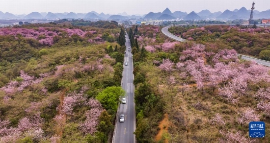游客驅(qū)車前來清鎮(zhèn)市紅楓湖鎮(zhèn)右二村踏青游玩（4月5日攝，無人機照片）。