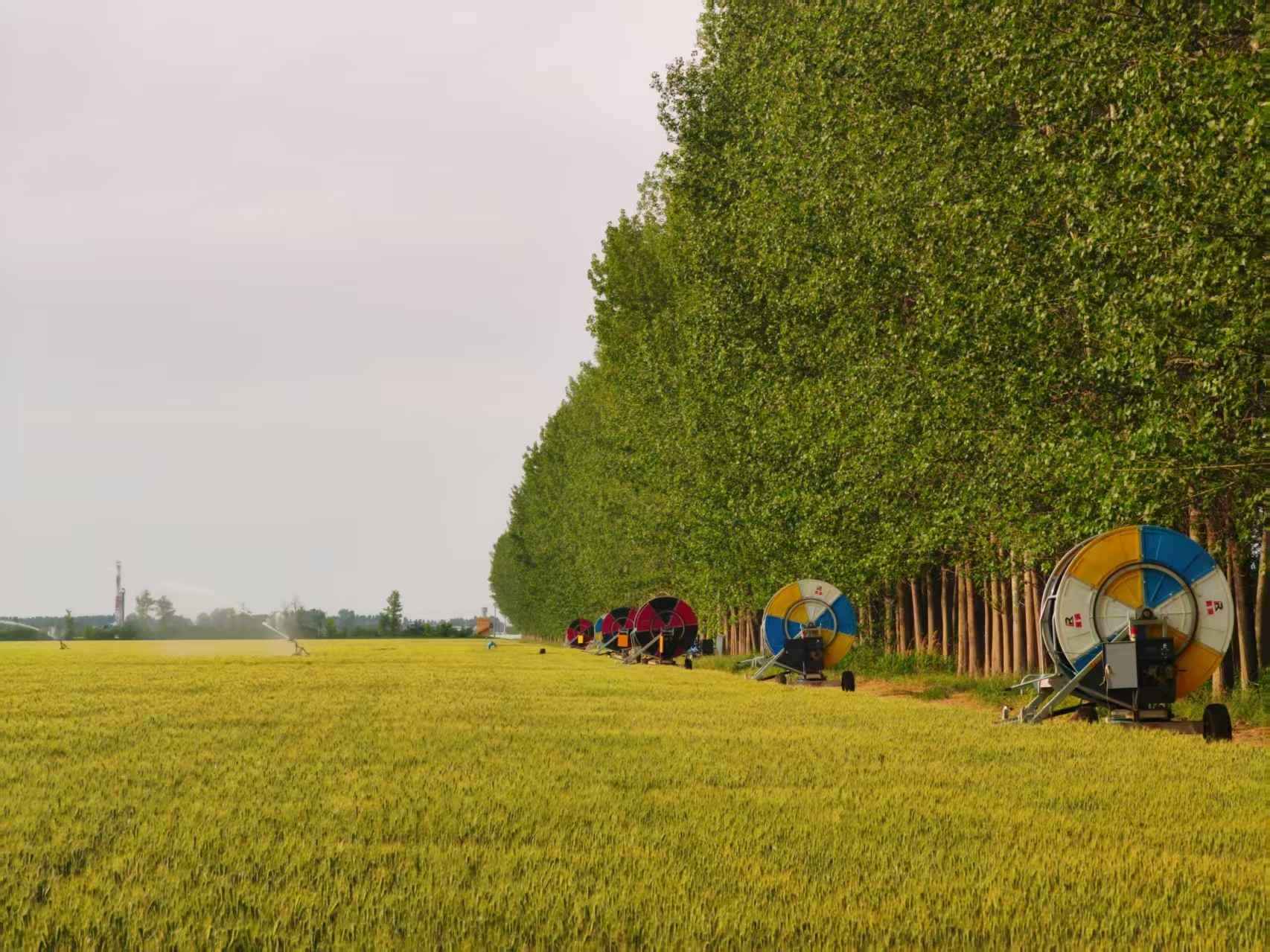 陜西華陰市華西鎮(zhèn)農(nóng)墾農(nóng)場正在作業(yè)的卷盤式噴灌機。受訪者供圖