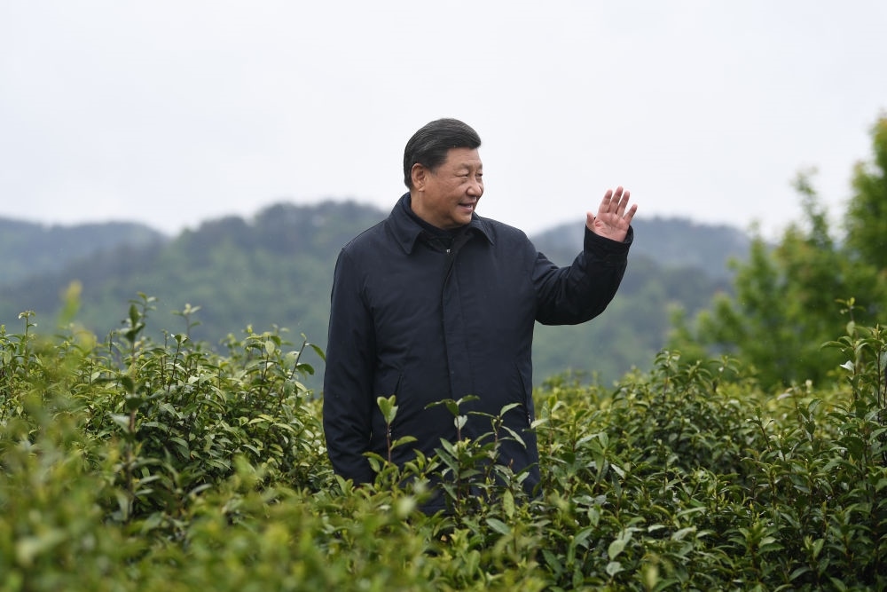 2020年4月21日，習(xí)近平總書(shū)記來(lái)到陜西安康市平利縣老縣鎮(zhèn)，在茶園考察脫貧攻堅(jiān)情況。新華社記者 燕雁 攝