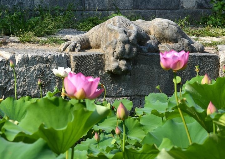 萬(wàn)寧橋位于北京地安門(mén)外大街中部、什剎海東岸，是北京中軸線上最古老的橋梁，至今已有700多年歷史。近年來(lái)，北京市持續(xù)為萬(wàn)寧橋“瘦身減負(fù)”，橋體風(fēng)貌得以完整展現(xiàn)，方便游客走近欣賞，深入了解古橋承載的價(jià)值和內(nèi)涵。這是2023年7月18日拍攝的北京萬(wàn)寧橋橋東的鎮(zhèn)水獸。